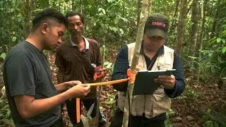 The High Carbon Stock Approach (English version)