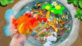 The Sea Dragon&rsquo;s Secret: Golden Carp Hidden in Eggs