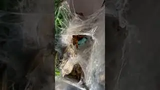 It&rsquo;s a trap! #tarantula #spider #orangetarantula #prey #spiderweb #sinister #fangs