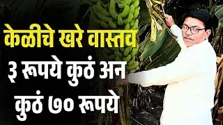 केळी लागवड संपूर्ण माहिती | केळी बाजार भाव आजचे | Banana Farming 2025