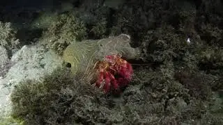 Crab of the Mediterranean Sea