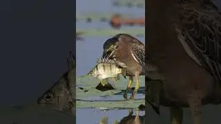 #heron #youtubeshorts #birdsfeeding #wingedwonders #greyherons