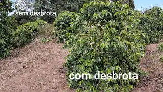 Duas lavoura uma da café a outra não