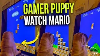 Gamer Puppy Loves to Watch Mario on the Screen as Owner Plays