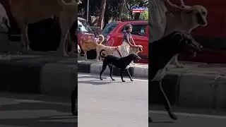 Viral Video Shows Little Girl Riding a Dog While Surrounded by Her Loyal Canine 'Security Team'