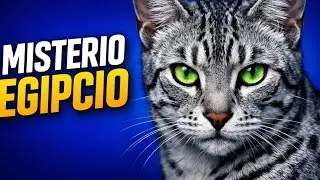 Mau Egipcio: El Gato Sagrado, Veloz y Misterioso del Antiguo Egipto