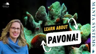 Pavona Coral Care Guide