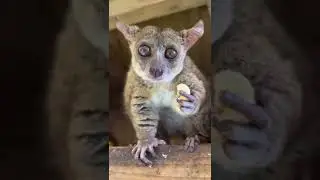 Bush baby ASMR #short