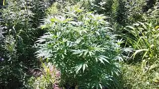 Switching To Bloom Nutrients