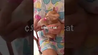 #funnyvideo #youtubeshorts #catlovercommunity #cutecat