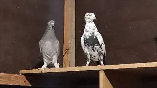 Какие голуби лучше бойные бакинцы или пермские?