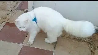 Persian Cat Whiskey in Full Mischief Mode: Curiosity Kills... the Boredom! 😼