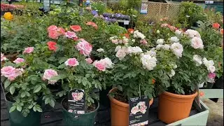 Розы в Горшках! Патио Розы! ОБЗОР Сортов . Patio Roses in pots. London