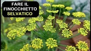 FARE IL FINOCCHIETTO SELVATICO