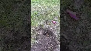 Trap line mole trap (has images not suited for everyone)