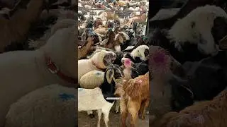 Deonar Bakra Mandi 2025 Dhakka Gate 24/05🐐🔥 #deonarmandi #eiduladha2025 #subscribe #viralvideo