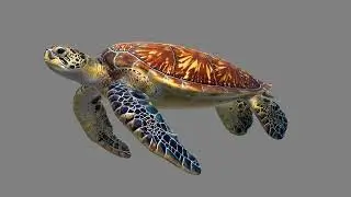 Green Sea Turtle Unity