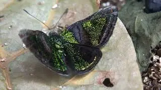 Caria castalia (Riodinidae) butterfly