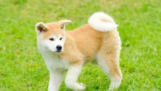 Training Your Akita for Sled Dog Races: Speed and Stamina