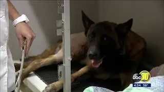 K-9 officer Dash wounded in shootout and airlifted to animal hospital