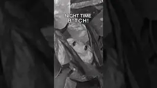 REPTILE RAVE #frog #snake #reptile