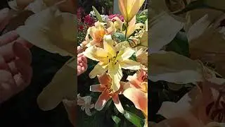 Зельмира - ОТ-гибрид лилии персикового цвета.