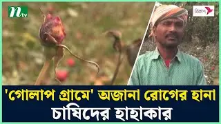 ভালোবাসার ফাগুনে গোলাপ চাষিদের চাপা কা'ন্না | Rose Village | Savar Birulia | NTV News