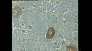 Peranema visiting a shell of Arcella
