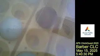 Barber CLC Live Chickquest