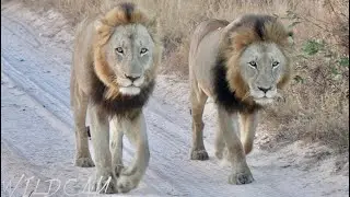 Vuyela Male Lions Highly Mobile | Young River Pride Lioness Hesitates During Buffalo Hunt Ep 179