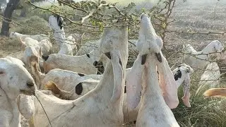 Happy Hungry Goats Eating Fresh Green Grass | Relaxing Nature Farm Video