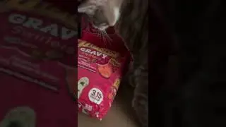 Bought new kind of cat food and i think this kitty is interested #cats #catfood