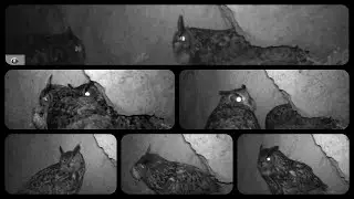Courtship of the Eurasian eagle-owl (Bubo bubo) in February (with sound)