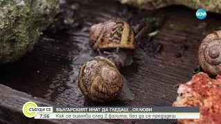 Български инат: Семейството, което няма да се откаже да отглежда охлюви - Събуди се (23.06.2024)