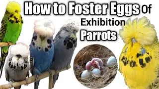 FS Aviary | Exhibition Baby chiks progress 2021 FS 180 Ring Bird