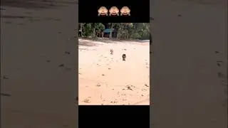A dog at full speed crashes into another dog on the beach