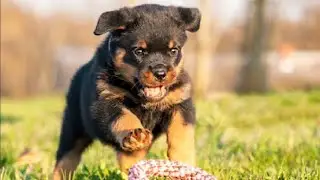 Top 28| Dogs Price list in India| Part-2| #Dog'sLife
