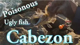 Catching ugly poisonous ☠️ rock fish Cabezon point magu