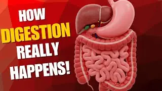 What Really Happens to Food After You Eat It (Digestive System Explained) #DigestiveSystem #stomach 
