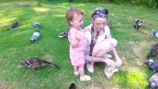 Adorable toddler feeding ducks