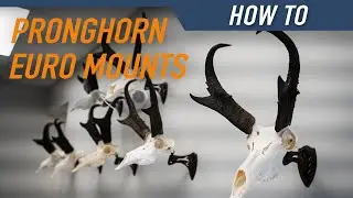 How to Clean a Pronghorn Skull - Antelope European Mount