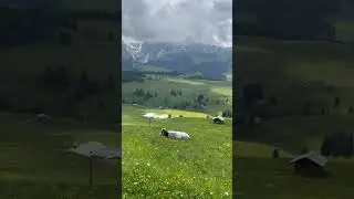 A cow resting in a stunning Alpine meadow filled with flowers.# Dolomites,Italy