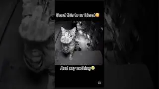 Send the is to ur friend and say nothing #funny #memes #cat