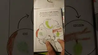 What's The Life Cycle Of A Moth? My Doodle Book #17 #shortsfeed #youtubeshorts #biology #lifecycles