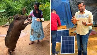 കാട്ട് പന്നിയെ വളർത്തുന്ന വീട്ടിൽ സോളാറും ടോയ്‌ലറ്റും എത്തിയപ്പോൾ.🤩 Wayanad