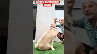 n&atilde;o pega meu brinquedo #pitbulls #pitbull #pitbulldog #cachorro #cachorros #viralvideo #viral #short