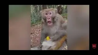 Animales graciosos parte #2 🤩🤩🤣🤣😂Da like 👍 