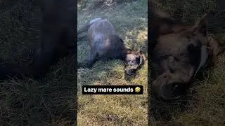 Who Else Has a Lazy Mare? 😂