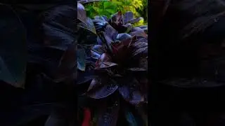 cordyline Fruticosa Plant