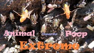 EXTREME Animal Poop Iridescent Rainbow Wings Insects